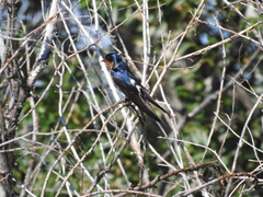 Hirundo rustica