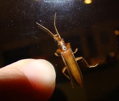 Thelyphassa lineata