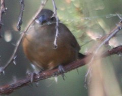 Lagonosticta rubricata