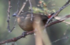 Lagonosticta rubricata