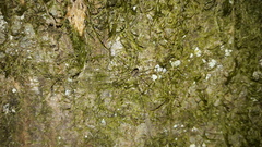 Leiobunum rotundum