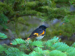 Setophaga ruticilla image
