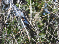 Hirundo rustica