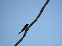 Hirundo rustica