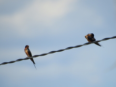 Hirundo rustica