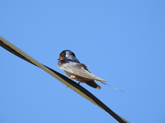 Hirundo rustica