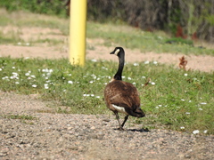 Branta canadensis