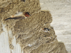 Petrochelidon pyrrhonota