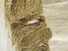 Petrochelidon pyrrhonota