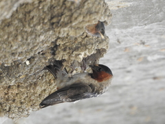 Petrochelidon pyrrhonota