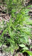 Tanacetum vulgare