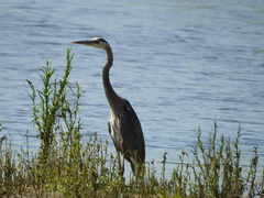 Ardea herodias