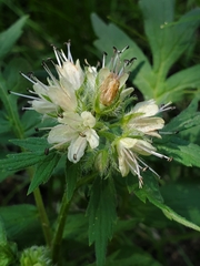 Hydrophyllum fendleri