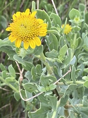 Borrichia frutescens image