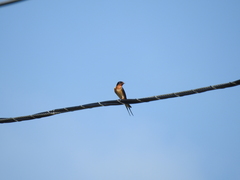 Hirundo rustica