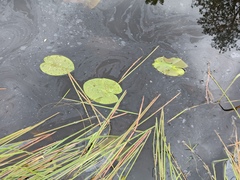 Nuphar pumila
