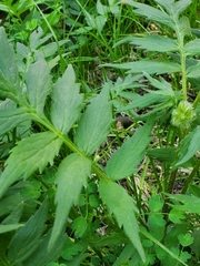 Hydrophyllum fendleri