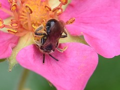 Andrena minutula