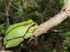 Hyla andersonii