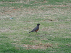 Turdus migratorius
