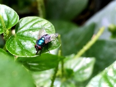 Calliphoridae