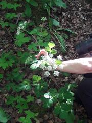 Laserpitium nestleri