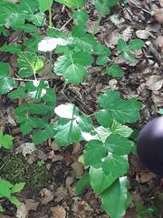 Laserpitium nestleri