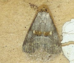 Hyperstrotia flaviguttata