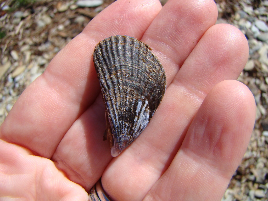 New Zealand Ribbed Mussel