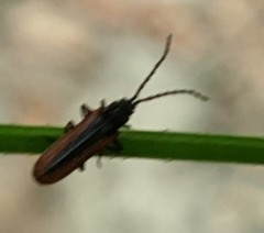 Omalisus fontisbellaquei