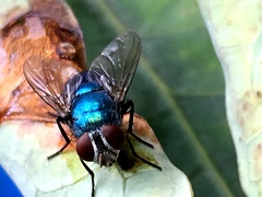 Calliphoridae