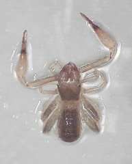 Chthonioidea