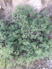 Daphne alpina
