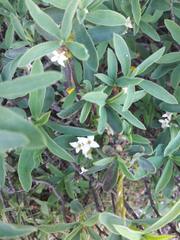 Daphne alpina