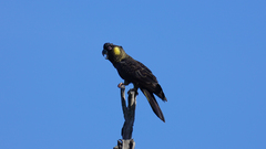 Zanda funerea xanthanota