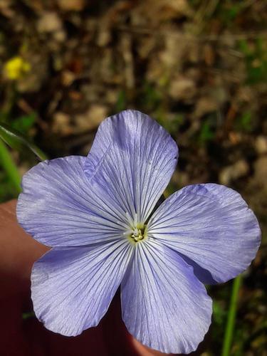 Flax (Linum narbonense)