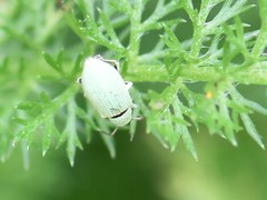 Phyllobius maculicornis