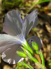 Linum narbonense