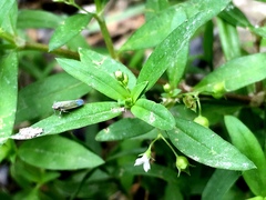 Cicadellidae