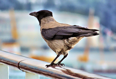 Corvus cornix