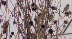 Haemorhous mexicanus