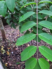 Rhus javanica