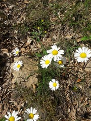 Leucanthemum graminifolium