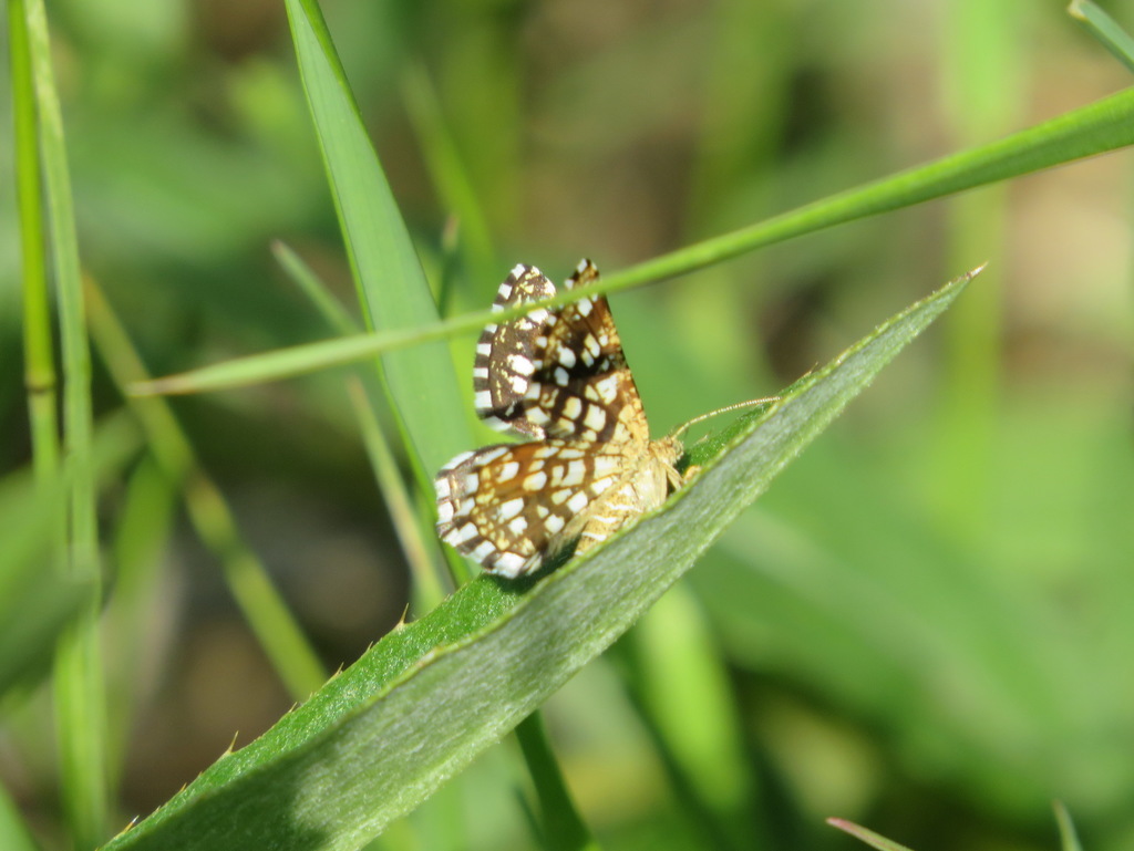 Latticed Heath from г. Нижняя Тура, Свердловская обл., Россия on June ...