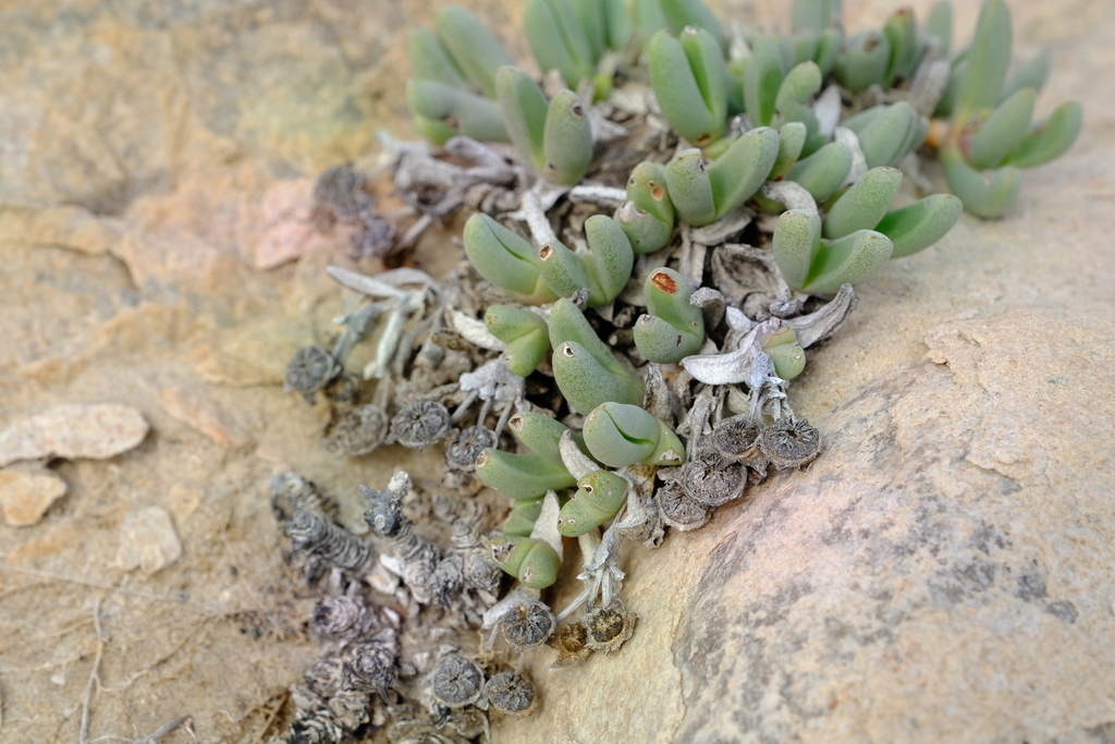 Cephalophyllum tetrastichum