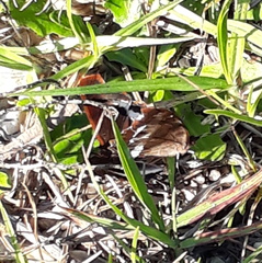 Eurytela hiarbas angustata