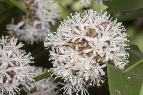 Dracaena fragrans