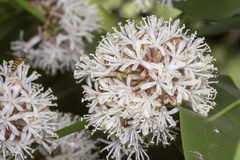 Dracaena fragrans