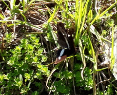 Eurytela hiarbas angustata