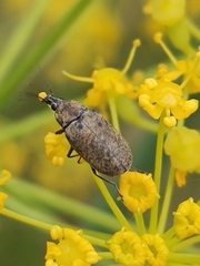 Mycterus curculioides